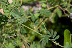 Sticky jointvetch